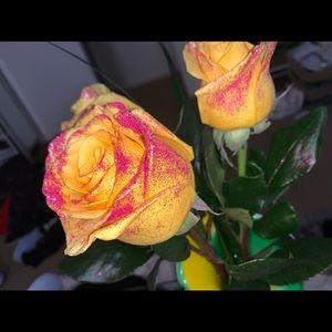 Meet your Posher, Sheila